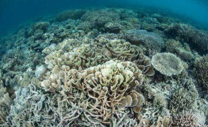 Image: Adobe A view across white and grey coral underwater